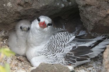 Nestelende volwassen roodsnavelkeerkringvogel met jong