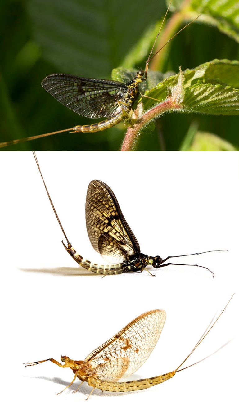 Drie grote gele soorten: Ephemera vulgata, Ephemera danica en Ephemera glaucops