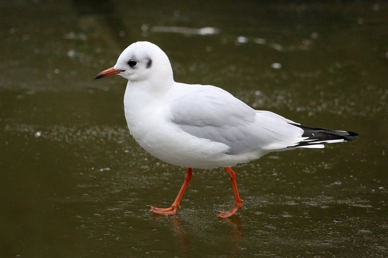 Kokmeeuw met 'koptelefoon'