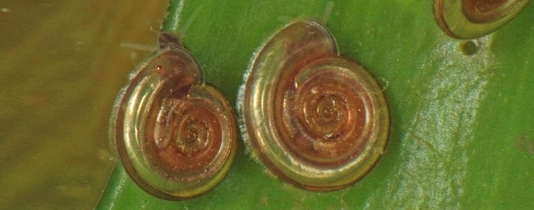 De Platte schijfhoren (Anisus vorticulus) is een schijfvormige zoetwaterslak. De tot 6 millimeter grote huisjes zijn erg plat (0,8 millimeter dik) en hebben 5 tot 6 windingen