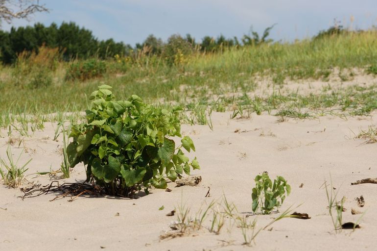 Stuifzand is voor pionierplanten ideaal. Ook het warmere klimaat speelt sommige soorten in de kaart, zoals deze pijpbloem op stuifduin langs de Waal