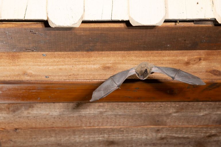 The speedy pipistrelle bat does not like light, but is not as afraid of it as other bat species. They like to hunt insects drawn to the lighting