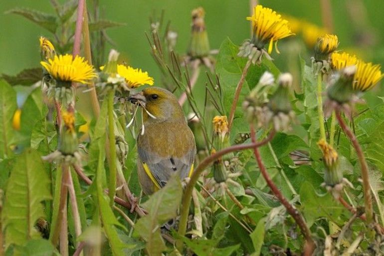 Een groenling tussen de paardenbloemen. Een voordeel van een niet te strak gemaaid gazon