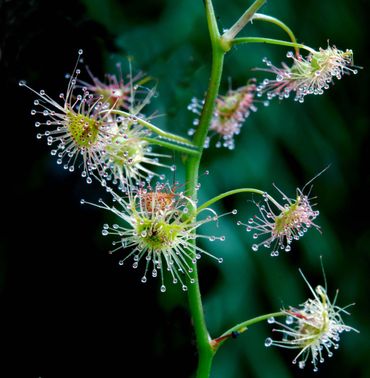 Drosera auriculata, een soort uit Zuidoost Australië en Nieuw-Zeeland