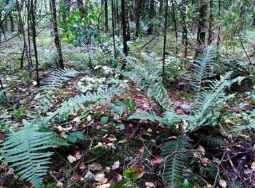 Stijve naaldvaren en mannetjesvaren in bos op landbouwgrond