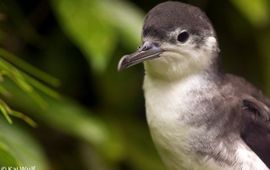 Kai Wulf Audubon’s Shearwater, Puffinus lherminieri
Foto: Kai Wulf, Saba Conservation Foundation