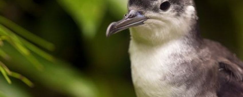 Audubon’s Shearwater, Puffinus lherminieri
Foto: Kai Wulf, Saba Conservation Foundation