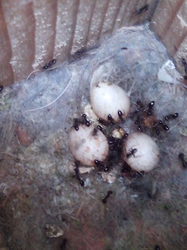 Verlaten koolmeesnest overgenomen door zwarte mieren