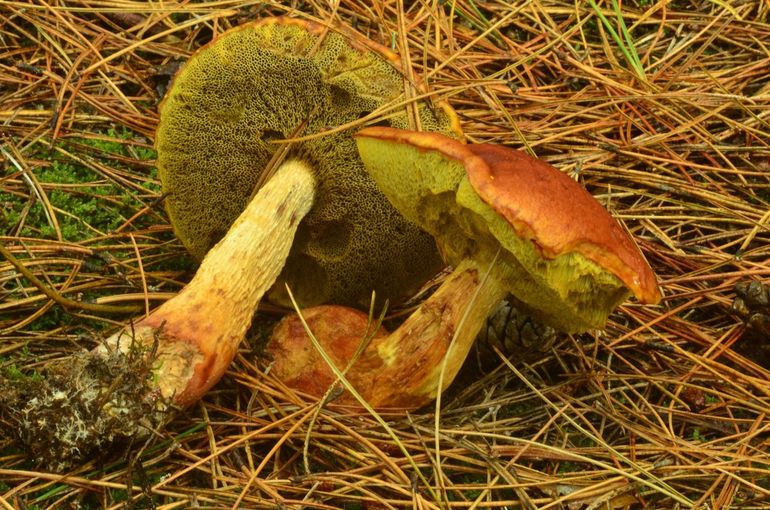 Aureoboletus projectellus, een soort van dennenbossen