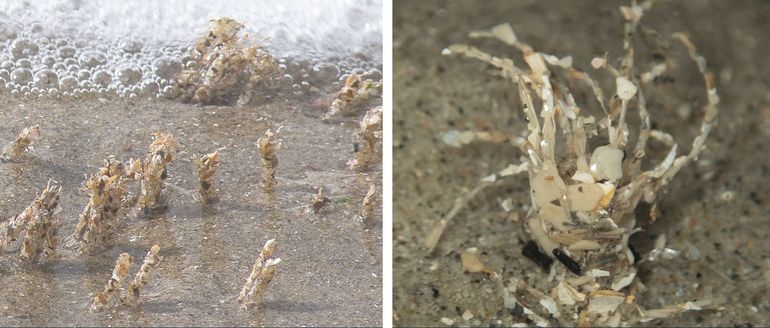 Links: rechtopstaande kokers van de Schelpkokerworm; rechts detail van de met schelpstukjes beplakte filamenten aan de kopzijde van de koker
