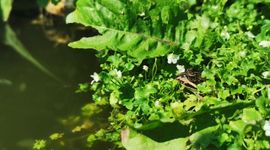 De kikker als natuurlijke vijand voor muggen
