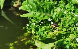 De kikker als natuurlijke vijand voor muggen