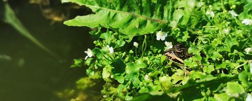 De kikker als natuurlijke vijand voor muggen