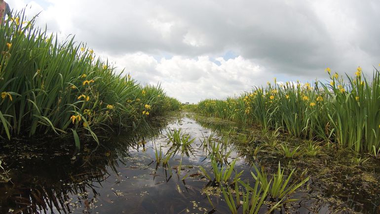 Levendige boerensloot met Gele lis (gele bloemen in oever) en Krabbenscheer (drijvende waterplant)