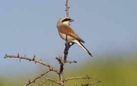 Lanius collurio, Grauwe klauwier. Foto: Saxifraga-Piet Munsterman. http://www.freenatureimages.eu