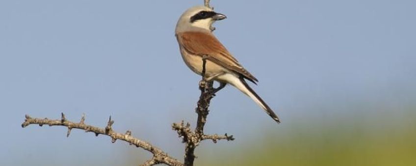 Lanius collurio, Grauwe klauwier. Foto: Saxifraga-Piet Munsterman. http://www.freenatureimages.eu