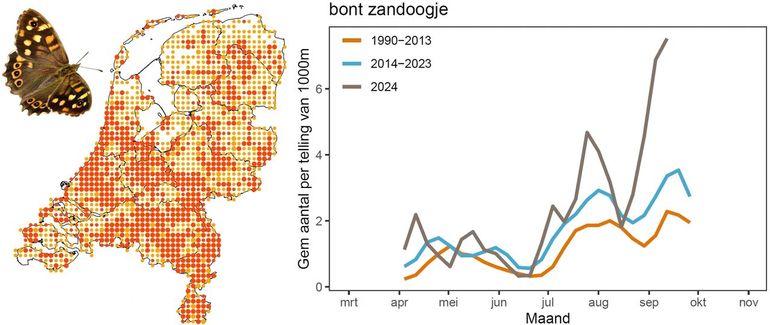 De verspreiding van bont zandoogje in 2024 (links) en de gemiddelde aantallen per route van 1 kilometer in 2024 en in twee perioden vanaf 1990