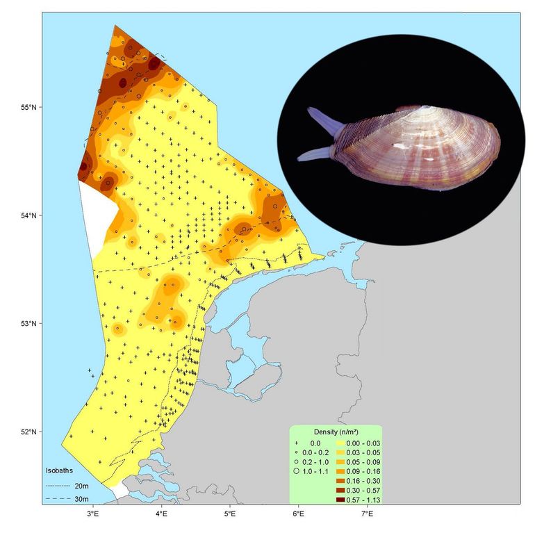 Voorkomen Gari fervensis in ons Noordzeegebied t/m 2013. Het dier leefde zo ver in zee dat aanspoelingen extreem zeldzaam waren. Maar nu komen opeens ook in het nabije kustgebied zonneschelpen voor.