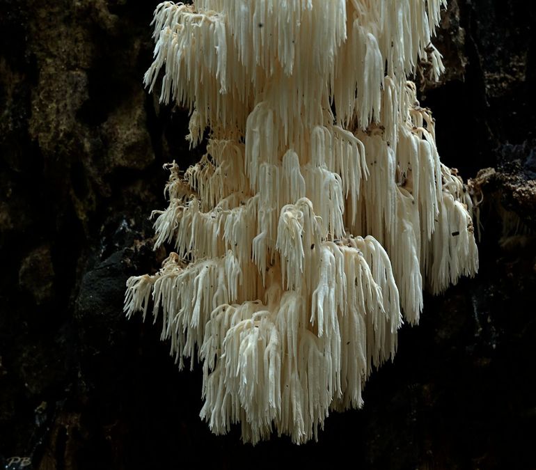 Kammetjesstekelzwam - Hericium coralloides