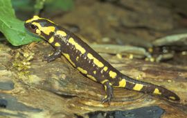 Vuursalamander