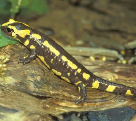 Vuursalamander