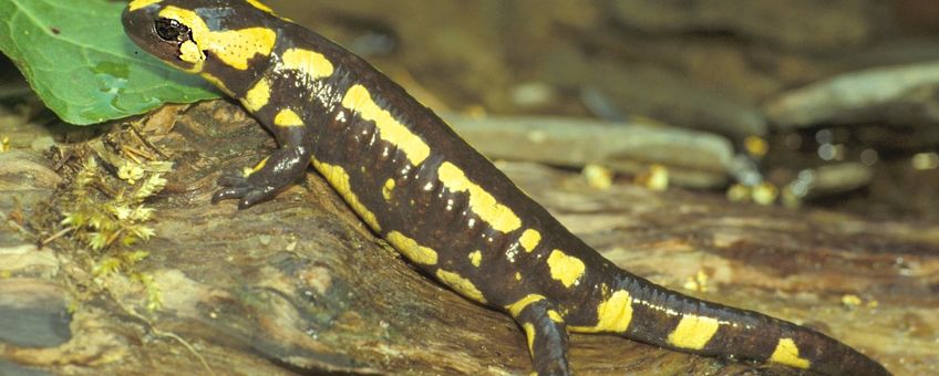 Vuursalamander