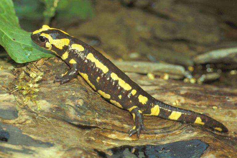 De vuursalamander is één van de soorten wiens leefgebied bedreigd wordt door erosie