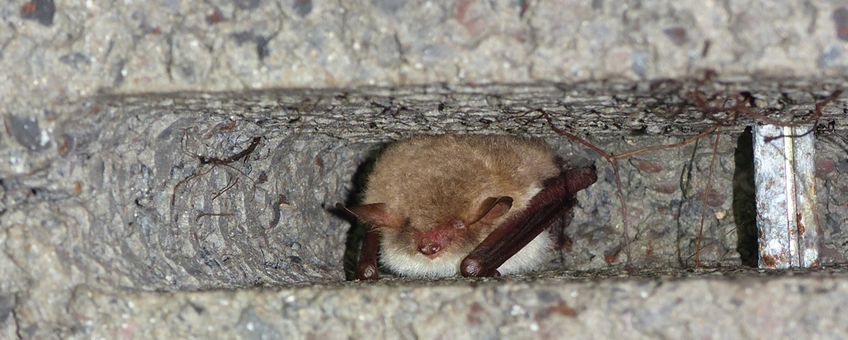 Franjestaart in een speciaal daarvoor geplaatste wegkruipsteen