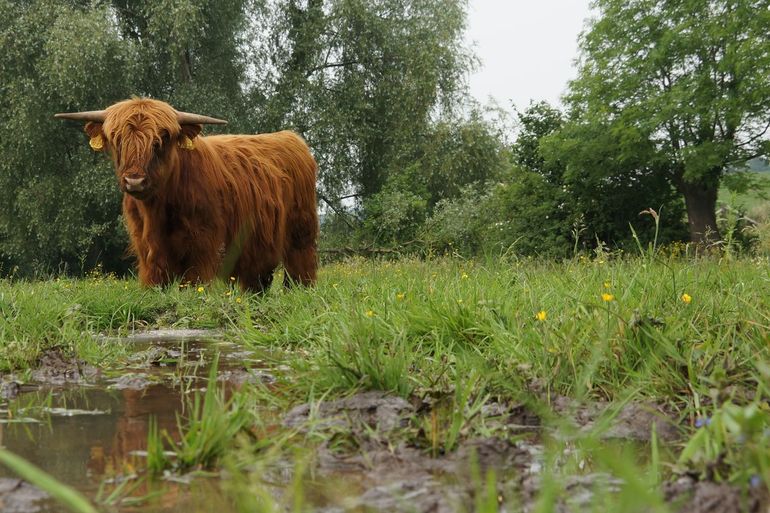 Schotse Hooglander in het Drielandenpark