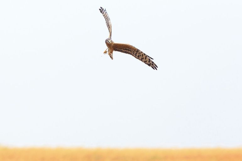 Vrouwtje grauwe kiekendief met gevangen sprinkhaan in de Sahel