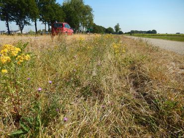 Bloemrijke berm eind augustus