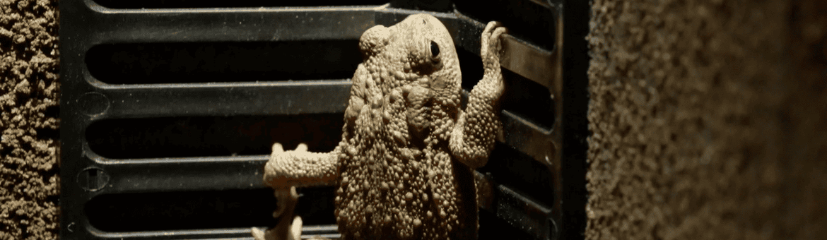 Still uit paddenfilm