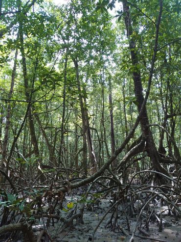 Mangrove in Frans-Guyana