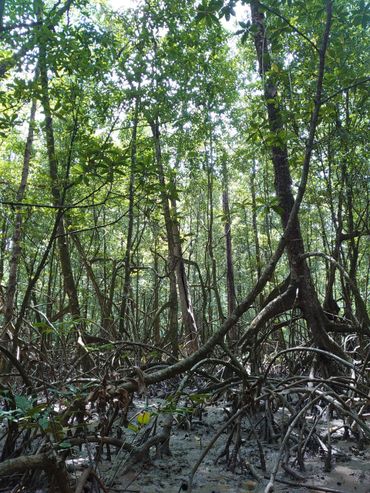 La naturaleza hoy |  Extremos climáticos históricos a lo largo de la costa noreste de América del Sur