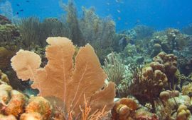 Diana Slijkerman Koraalrif bij Bonaire (eenmalig gebruik voor dit WUR nieuwsbericht)