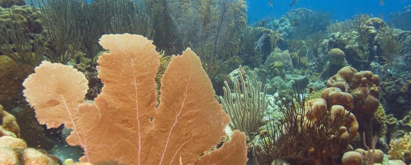 Koraalrif bij Bonaire (eenmalig gebruik voor dit WUR nieuwsbericht)