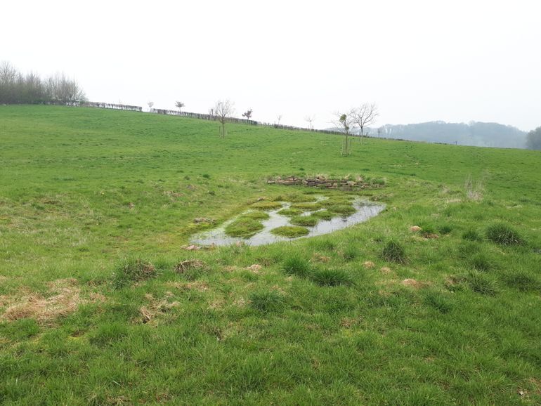 ANLb-poel nabij het Gerendal waar geelbuikvuurpad gebruik van maakt