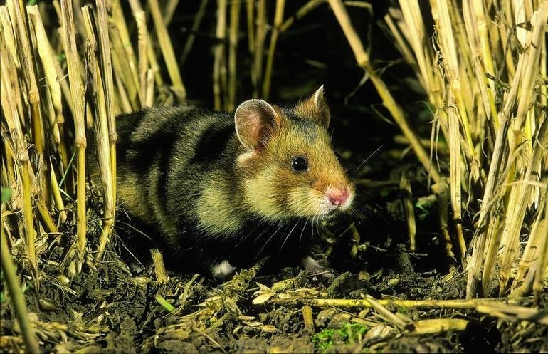 Europese hamster tussen de graanvelden