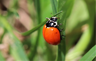Lady beetle (Cycloneda sanguinea)