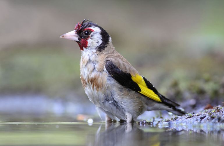 Putter of Distelvink: fan van de wat wildere tuin