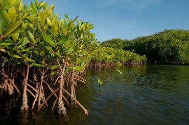 Red mangroves