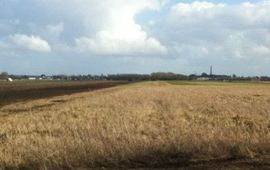 Ben Koks Zomertarwe