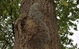 Eikenprocessierupsen vlak bij de grond