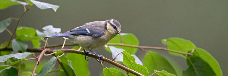 Juveniele Pimpelmees, Twente 8 juni 2018