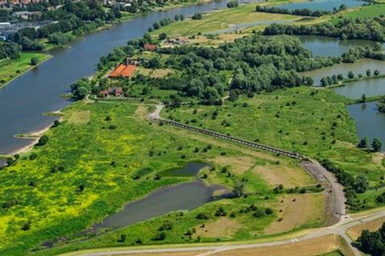 Het Natuurbeleidsplan leidde tot de inzet van grote grazers in tal van natuurontwikkelingsprojecten, ook in Meinerswijk bij Arnhem