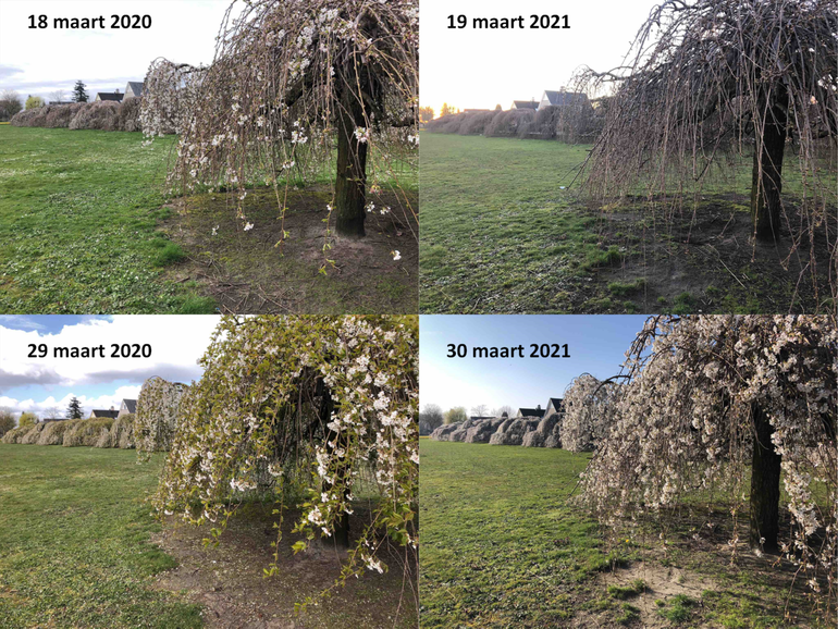 Een sierkers (overigens niet relevant voor pollen) in Ede gefotografeerd half en eind maart in 2020 (twee linker foto’s) en 2021 (twee rechterfoto’s). De natuur ligt momenteel zo’n anderhalve tot twee weken achter op de ontwikkeling vorig jaar