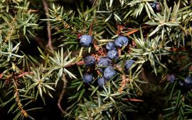 Juniperus communis. Jeneverbes