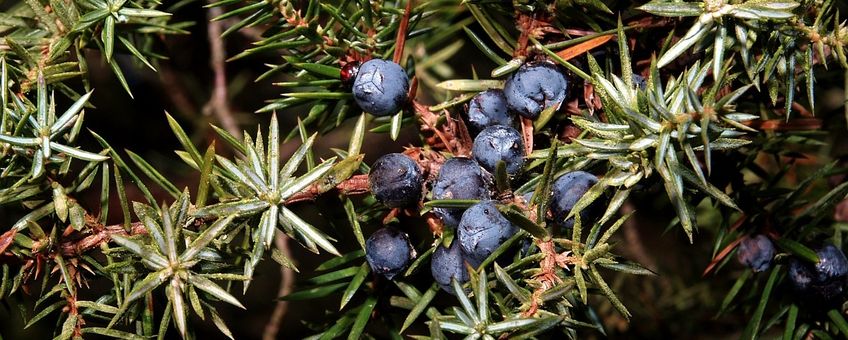Juniperus communis. Jeneverbes