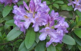 Rhododendron ponticum ssp baeticum