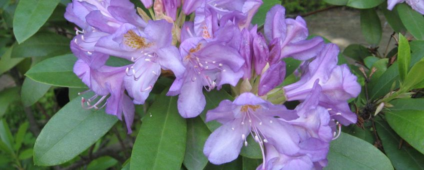 Rhododendron ponticum ssp baeticum